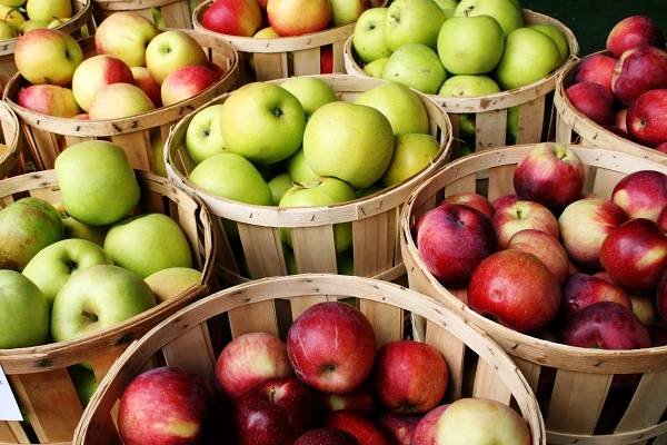 Prodej jablek - Kojice 
