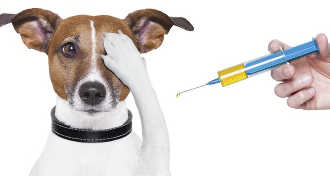Očkování psů 2022